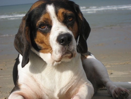 Spenceman03's profile picture. Beagle Spencer, Fotografen-Assi, Paradies-Bewohner, Frauchens-Schoßhund