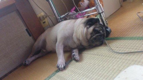 パグを愛する看護師です。愛犬クマさんは9歳のパグです。