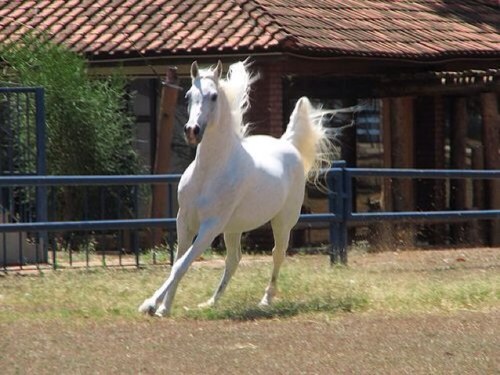 farisalfursan's profile picture. 