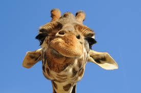 LongneckCapital Profile Picture