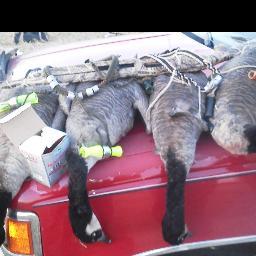 zznormyzz's profile picture. Hey, i'm attending school in Fargo North 
Dakota. I'm a avid hunter and gun lover. I will be posting videos of my hunts and my friends hunts on youtube.