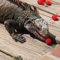 Dave Overy (@overydave) 's Twitter Profile