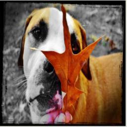 Hi! My name is Rascal. I am a boxer/great dane mix. I'm SO energetic, I love to play and play. And eat. And I love paper towel cardboard. And squeaker toys!