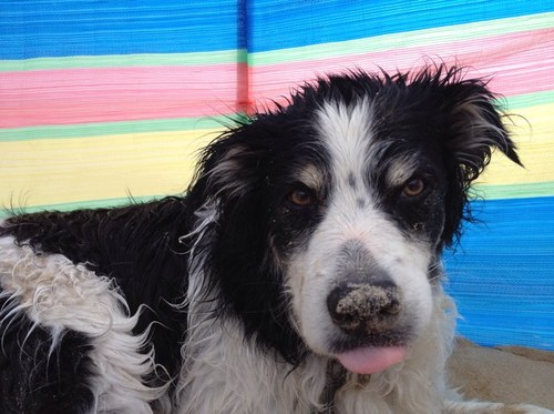 tileslee's profile picture. 