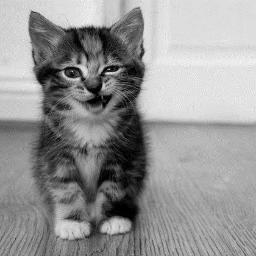 matijas91's profile picture. It's a sociopsychotic state of bliss / Internet marketing and coffee