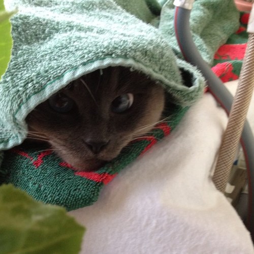 nickoterba's profile picture. nicholas patrik krauss von koterba was a young philosofer of the xix century known for his work on the psychological study of mankind and nonsense.