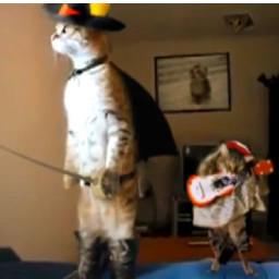 You heard it here first, bipedal felines are the next evolutionary leap forward. Then it’s mariachi time.