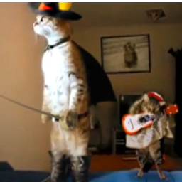 You heard it here first, bipedal felines are the next evolutionary leap forward. Then it’s mariachi time.  Aviation kid but marine adult. I am Dapotayto.