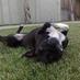 LA Dog Guide (@ladogguide) Twitter profile photo