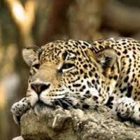 Langford Elementary (@theleopardspot) 's Twitter Profile