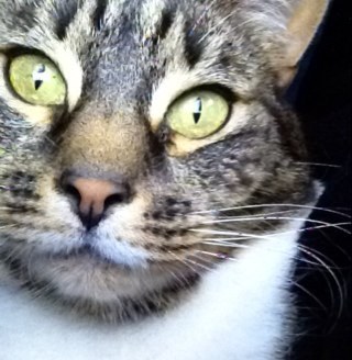 Cats *hate* it when you anthropomorphize them. #FlufferTheCat