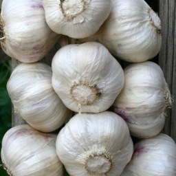 greentemple's profile picture. We at Green Temple grow earthly delights such as garlic for you. Connect with real food again!