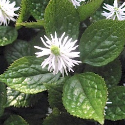 kohannarikawa's profile picture. 反戦・反核 日本野鳥の会に32年  俳誌「円座」所属。 自然との共生  写真 / 難病のため、外出は電動車椅子