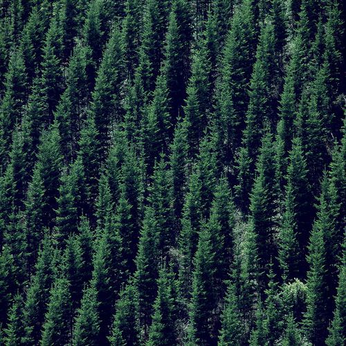 CraigSoto1's profile picture. Loves Dogs