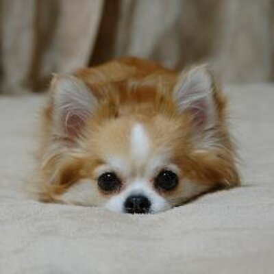 子犬をお迎えいただいたお客様の声 口コミ 評判 全65 163件中 60 571 60 600件目を表示 みんなのブリーダー みんなのブリーダー