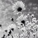 Jade.Vivian.Tang - @JadeVivianT - Twitter