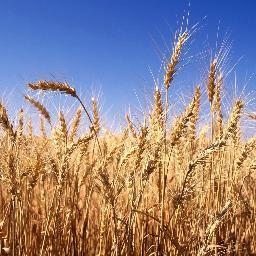 Reuters correspondant covering commodities in France notably grains . Mes tweets n'engagent que moi