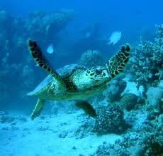 CreteTravelling's profile picture. Νέος, πλήρης οδηγός Κρήτης. Ανακαλύψτε μέρη που αξίζει να επισκεφτείτε, για να κάνετε τις διακοπές σας πιο ευχάριστες και δημιουργικές.