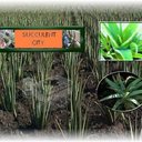 Curtis Parks - @thealoeguy - Twitter