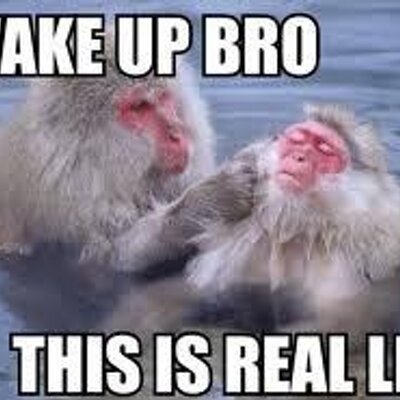 Wake Up Wake Up Monkey Quickmeme Monkey Meme On Me Me