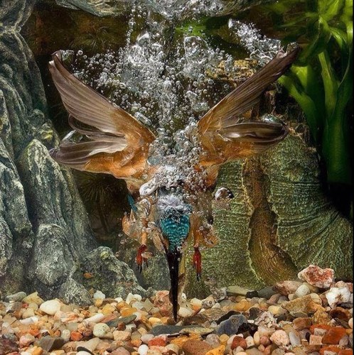 ferry_flos's profile picture. couples