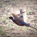 scott uden - @n_suden - Twitter