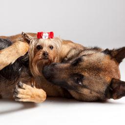 Barkingoakspet's profile picture. BOARDING, TRAINING, GROOMING, DOGGIE DAYCARE