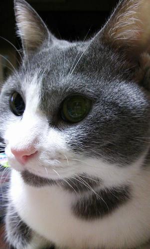 デジカット(。・ω・。)