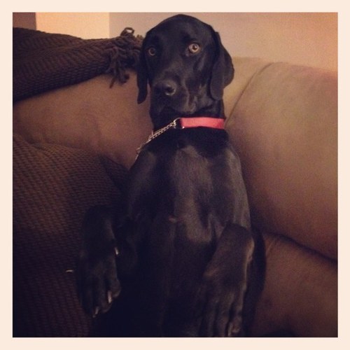 Sales Manager for Lucky Strike | Dog Lover | Wine/Beer Consumer | Advocate for Fun!