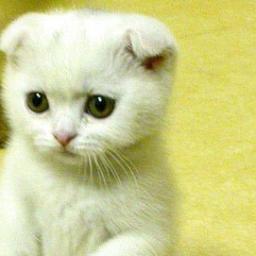 Head_Shooter96's profile picture. 16 just a simple guy  0_o