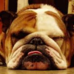 Actual photo-it gets no better
Need a scratch on the head or a rub on the tummy