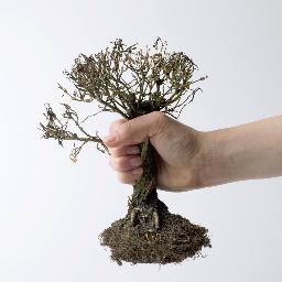 Los Angeles Tree Removal is your one stop solution for all your tree removal needs in Los Angeles.