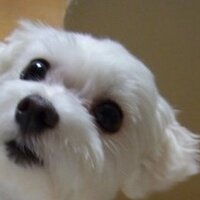 くっきい (@cookieikeda) 's Twitter Profile