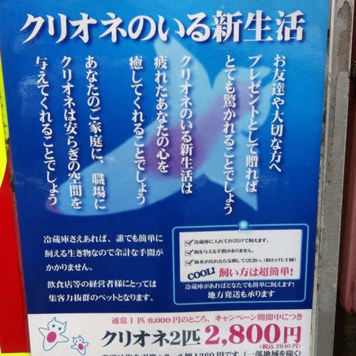 水曜と土曜