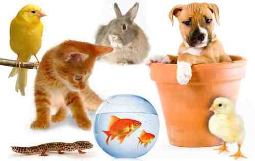 One stop pet shop opening soon! For any further details please send us a Direct Message! specialist in farm animals, equestrian, canines, reptiles and pets :-)