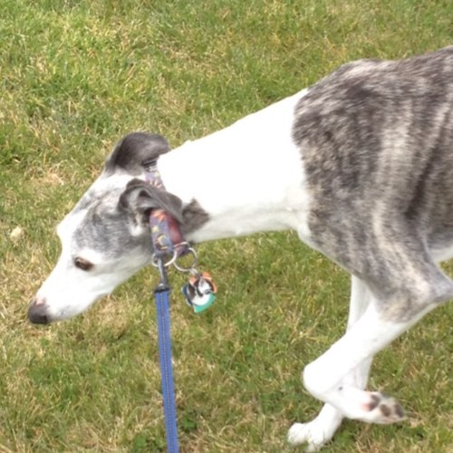 DarbytheWhippet's profile picture. I'm a handsome elderly whippet. I love laying in the sun, warming up people beds & snuggling, begging for treats, and guarding my home.