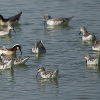 Francisco Valdes (@biodiversa) 's Twitter Profile