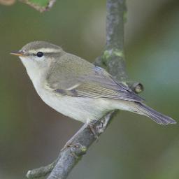 NorfolkBirds Profile Picture