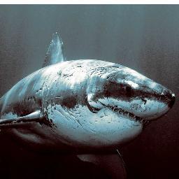 Stoicapathy's profile picture. Bar passer, whiskey drinker and all around smart ass