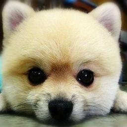 omni_teamcore's profile picture. 