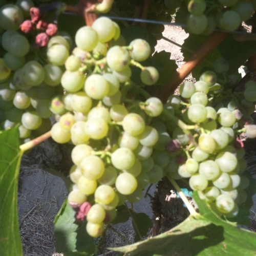 cdacellars's profile picture. 