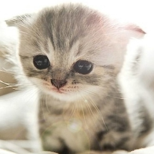 NE_DAM's profile picture. Открытость котэобщества залог правильного, поступательного развития.