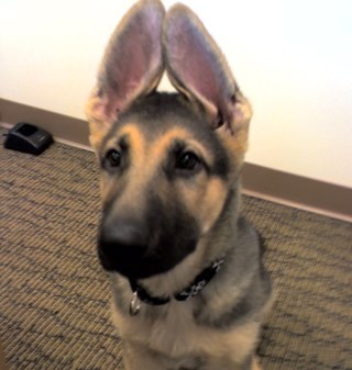 I love dogs and I have two gorgeous boys, GSD named Thor and a min pin named Caesar. I mostly retweet although once in a while I tweet pictures of my boys.
