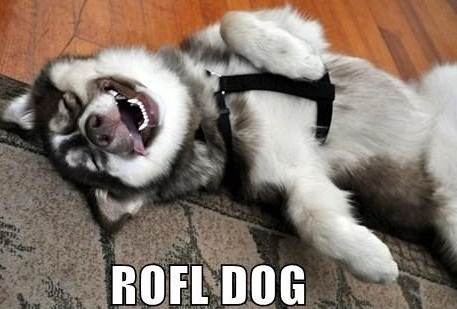 ROFL Pets | Funny Pet Pics and Videos

Rolling on the Floor Laughing Funny Pet Pics, Pet Videos and Pet Memes. http://t.co/HTbCLWqbBX