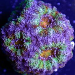 Aqua Exotic caters exclusively to Marine Reef Aquarists.  We specialize in premium coral, invertebrates and reef-safe fish. http://t.co/sKTE15M4wl