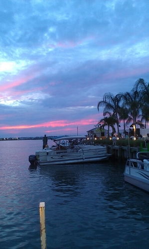 flamingogirl13's profile picture. 