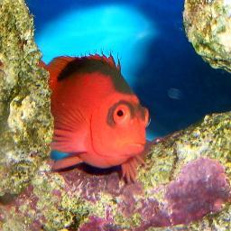 海水魚を飼育してます。飽き性なんですが、飽きることなくまだ続いてます(^^♪