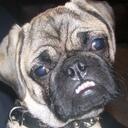 Karen Roscoe - @HMScaribe - Twitter