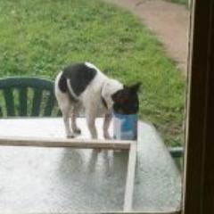 brownednotburnt's profile picture. #APD2Be, fanatical about food, heavy kitchen gear aficionado, reluctant gym patron, pal to Mr Frank (a fat ass foxie) & near bliss with his #XPS13