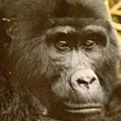 We offer a range of customized budget/luxurious safaris to uncover #Uganda, the Pearl of Africa #Gorilla Tel: +256777258380 Mail: ugandatourstravelltd@gmail.com